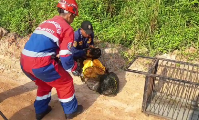 Seekor lutung kelabu masuk rumah warga di Perumahan Aura Bimantara, Lorong KAS RT 07, Kelurahan Sungai Putri, Kecamatan Danau Sipin, Kota Jambi.( poto : bicarajambi.com).