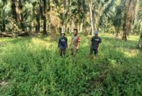 Babinsa Koramil 416-06/Muara Bungo, Serka Anton Nugroho, saat melaksanakan patroli dan pemantauan wilayah sebagai upaya mencegah Karhutla di Desa Gapura Suci, Kecamatan Pelepat, Sabtu (22/8/2026).(poto: jambiprima.com).