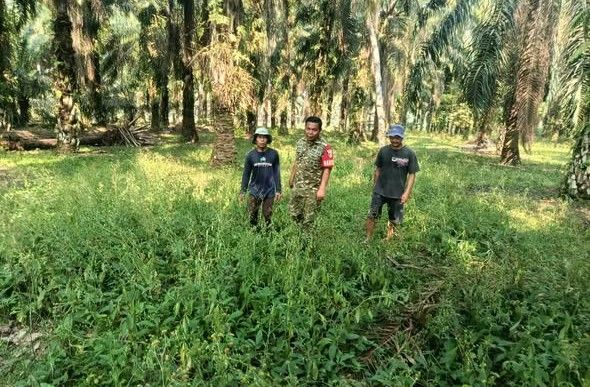 Babinsa Koramil 416-06/Muara Bungo, Serka Anton Nugroho, saat melaksanakan patroli dan pemantauan wilayah sebagai upaya mencegah Karhutla di Desa Gapura Suci, Kecamatan Pelepat, Sabtu (22/8/2026).(poto: jambiprima.com).
