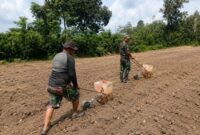 atgas TMMD Kodim Bute resmi mengawali penanaman jagung di lahan ketahanan pangan Desa Tanjung Agung, Kecamatan Muko Muko Bathin VII, Kabupaten Bungo, Kamis (6/8/2026).(poto: jambiprima.com).