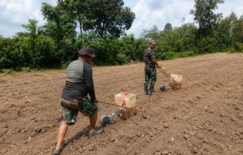 atgas TMMD Kodim Bute resmi mengawali penanaman jagung di lahan ketahanan pangan Desa Tanjung Agung, Kecamatan Muko Muko Bathin VII, Kabupaten Bungo, Kamis (6/8/2026).(poto: jambiprima.com).