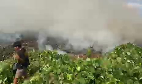 Kebakaran lahan Desa Semambu hanguskan 5,5 hektare area warga di Tebo.(poto: jambiprima.com).