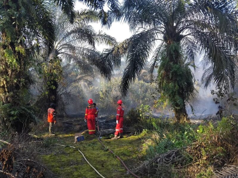 PetroChina International Jabung Ltd aktif memperkuat penanganan karhutla di Jambi secara cepat dan terpadu.(poto: jamberita.com).