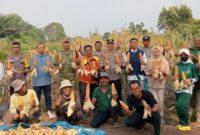 Babinsa Serka Parliandi turut mendampingi petani saat panen jagung sebagai bagian dari upaya mendukung ketahanan pangan di wilayah binaannya.(poto: jambiprima.com).