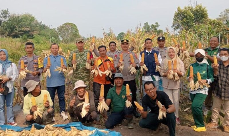 Babinsa Serka Parliandi turut mendampingi petani saat panen jagung sebagai bagian dari upaya mendukung ketahanan pangan di wilayah binaannya.(poto: jambiprima.com).