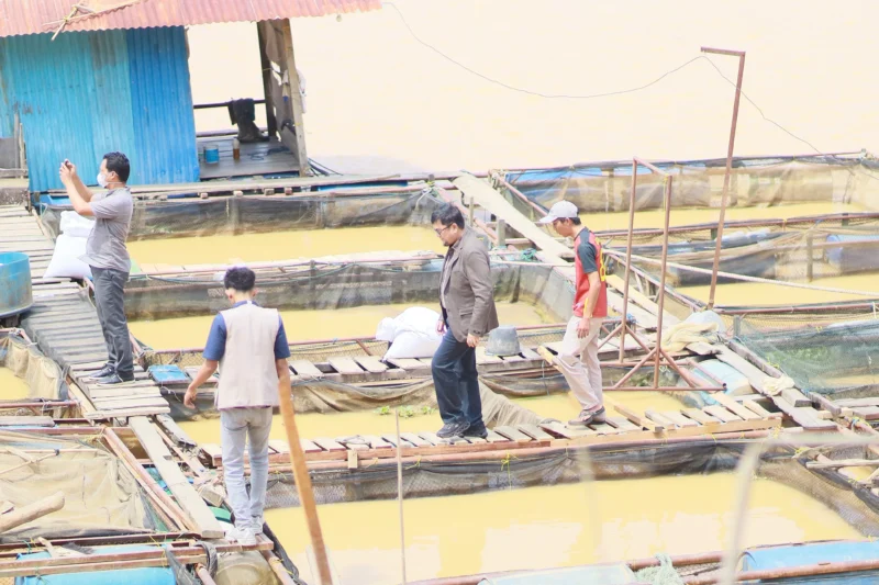 Peristiwa kematian ikan Sungai Batanghari dalam jumlah mencapai puluhan ton.(poto: jambione.com).