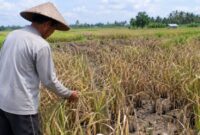 Ilustrasi: petani gagal panen.(poto: jambiprima.com).