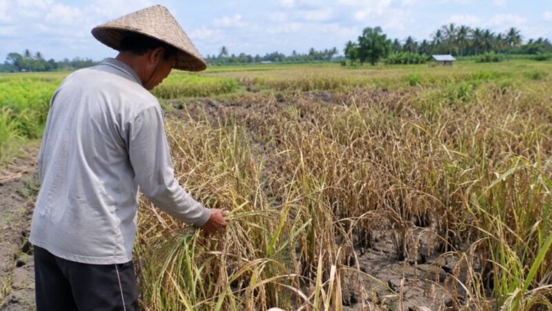 Ilustrasi: petani gagal panen.(poto: jambiprima.com).