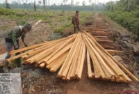 Barang bukti berupa kayu yang sudah di chainsaw.(poto: metrojambi.com).