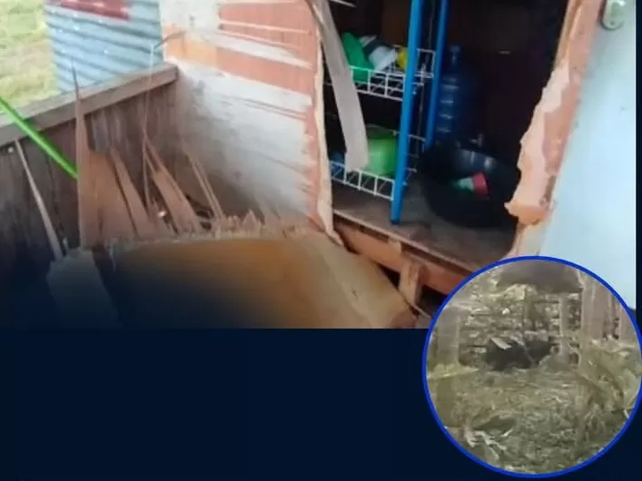 Kondisi pondok warga yang yang berprofesi sebagi petanidi rusak beruang.(poto: metrojambi.com).