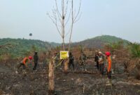 Personel Brimob Polda Jambi menggelar patroli terpadu gajah Tebo bersama instansi terkait di kawasan konservasi Kabupaten Tebo pada Sabtu, (05/09/2026).(poto: jambilink.id).