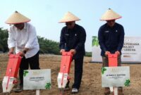 PT Perkebunan Nusantara IV PalmCo resmi memulai program tanam kedelai di Kebun Adolina Regional II PTPN IV PalmCo, Kabupaten Serdang Bedagai, Jumat (28/8/2026).(poto: jambilink.id).