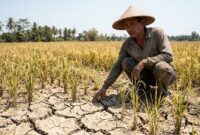 Ilustrasi:Sawah retak akibat kemarau di Batanghari, Jambi. Petani terancam gagal panen karena pasokan air yang mengering parah.(poto: AI).