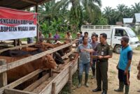 Ilustrasi petugas memeriksa fisik ternak sapi bantuan di kandang kelompok tani Kabupaten Muaro Jambi guna memastikan volume pengadaan.(poto: AI).