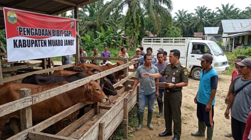 Ilustrasi petugas memeriksa fisik ternak sapi bantuan di kandang kelompok tani Kabupaten Muaro Jambi guna memastikan volume pengadaan.(poto: AI).