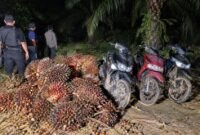 Petugas mengamankan buah sawit yang diduga hasil pencurian bersama tiga unit sepeda motor yang ditinggalkan terduga pelaku.(poto: jambiprima.com).