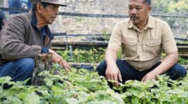 Bupati Kerinci Monadi (kanan) meninjau perkembangan nilam petani.(poto: istimewa).