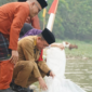 Gubernur Jambi melepas 25.000 benih ikan nilem di Lubuk Larangan Danau Sibuk Kabupaten Bungo.(poto: istimewa).