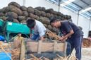 Aktivitas pengolahan kulit kayu manis Kerinci.(poto: istimewa).