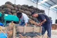 Aktivitas pengolahan kulit kayu manis Kerinci.(poto: istimewa).