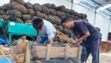 Aktivitas pengolahan kulit kayu manis Kerinci.(poto: istimewa).