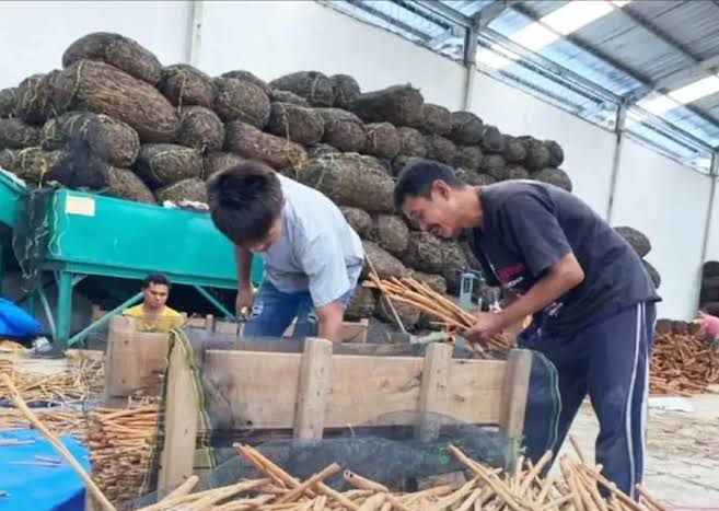Aktivitas pengolahan kulit kayu manis Kerinci.(poto: istimewa).